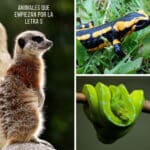 Animales increíbles que comienzan con S: Nombres y características asombrosas
